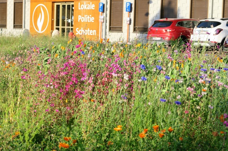 Wonderbaarlijke transformatie Gasketelplein: van stenen woestijn naar kleurrijke bloemenweide