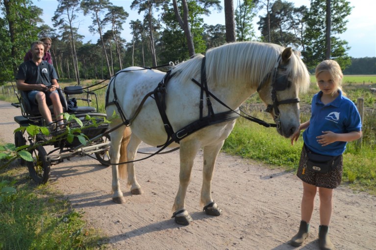 Drieboomkensberghoeve biedt nu ook ponywandelingen met koets aan