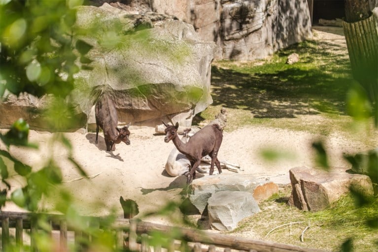 Alpaca’s verhuizen van Planckendael naar Antwerpen