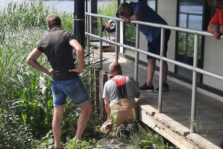 Grootschalige zoektocht naar hondje Kira dat verdween in Hazewinkel: “Ik blijf hopen”