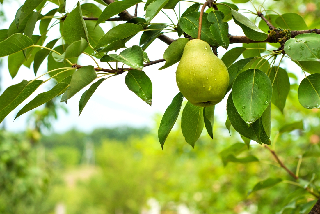 Fruit grower from Zwijndrecht: “Customers stay away, even if…