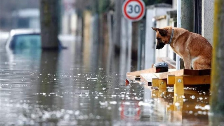 Antwerpse vriendinnen starten inzamelactie voor dieren uit overstroomde gebieden