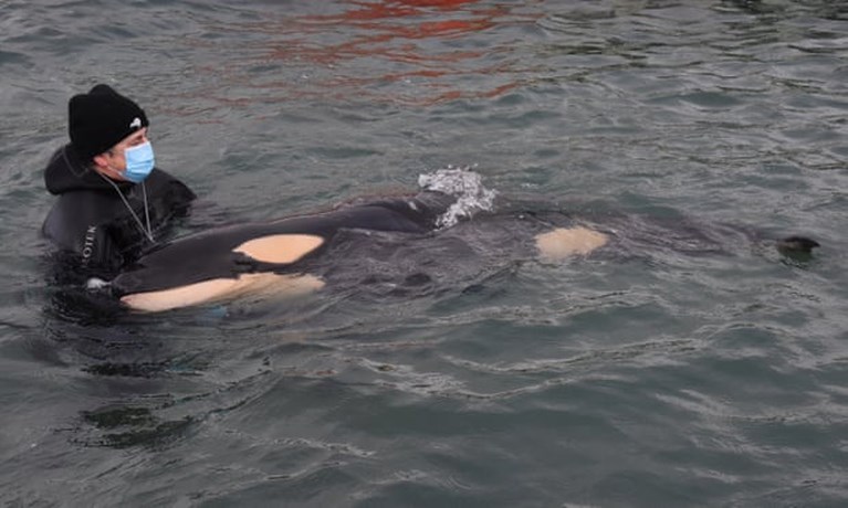 Gezocht: familie voor baby-orka