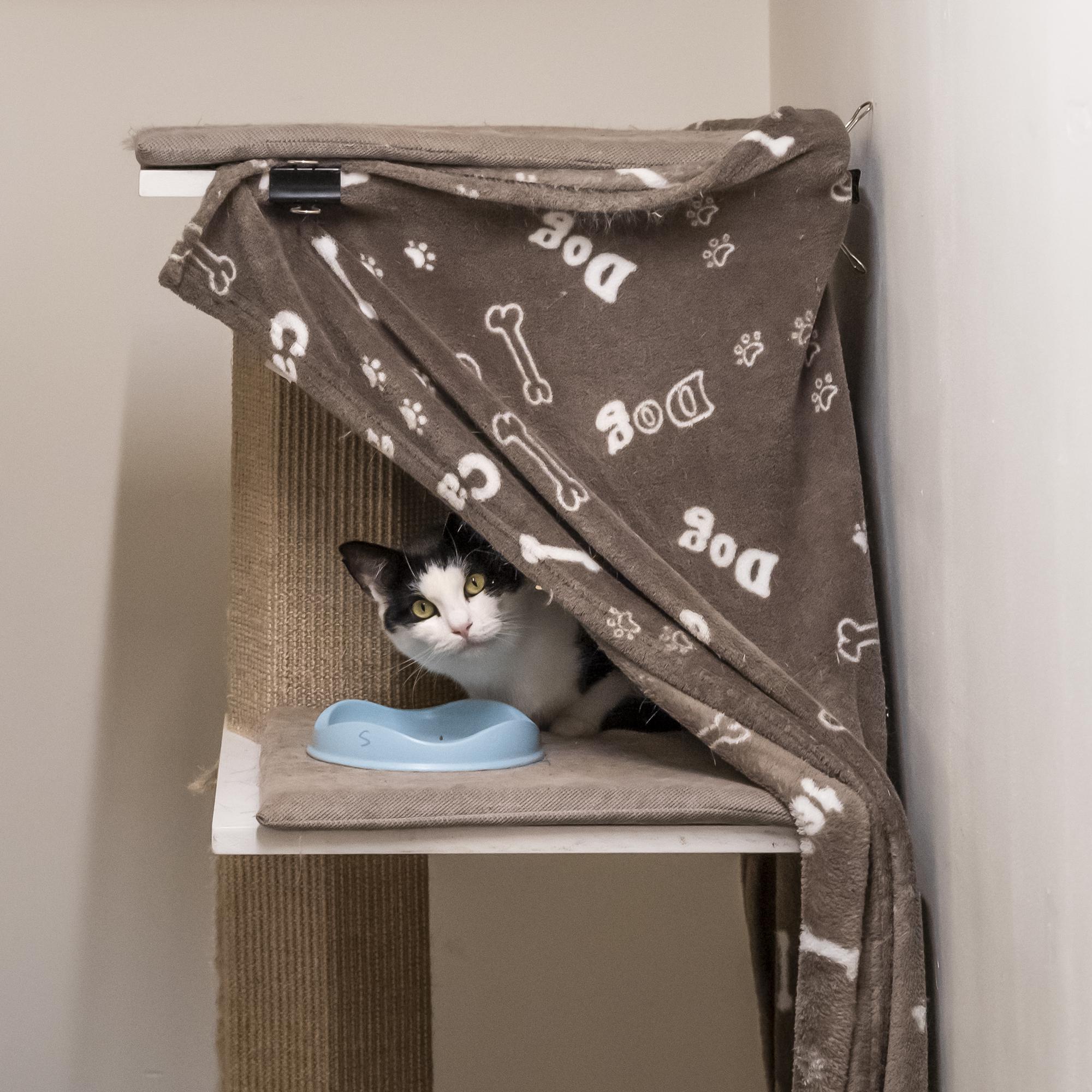 Schrijft een rapport Wegversperring Overeenkomend Een 'cat-chy' interieur: zo tover je je woonkamer om tot een stijlvol  kattenparadijs | Het Nieuwsblad Mobile
