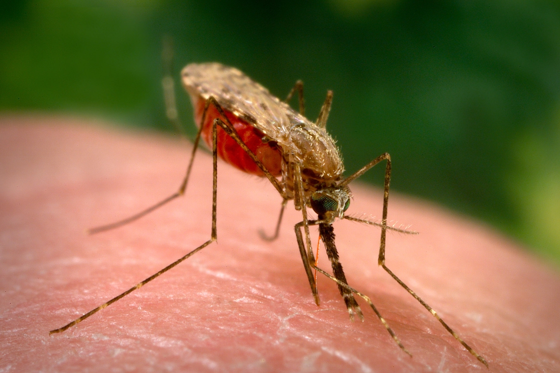 BioNTech wants to develop malaria vaccine – Het Nieuwsblad