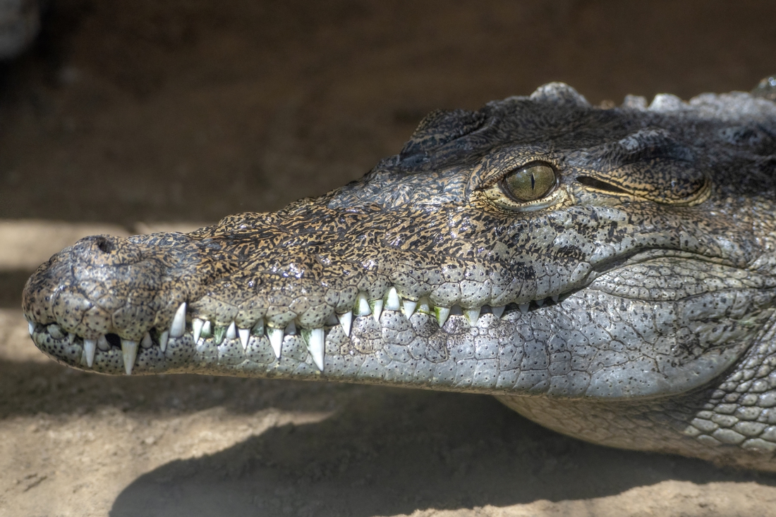 Vrouw wordt voor ogen van vriendin in het water gesleurd door krokodil