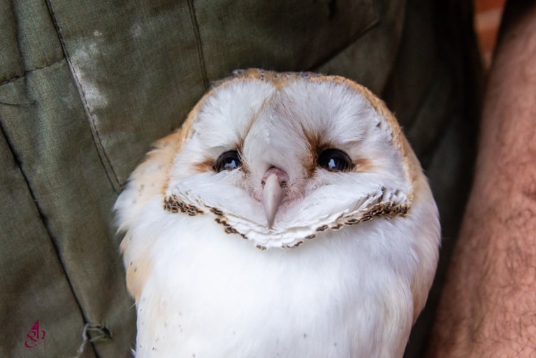 Niet Heilige Geest, wel spierwitte kerkuil daalt neer tijdens misviering in Mol-Rauw