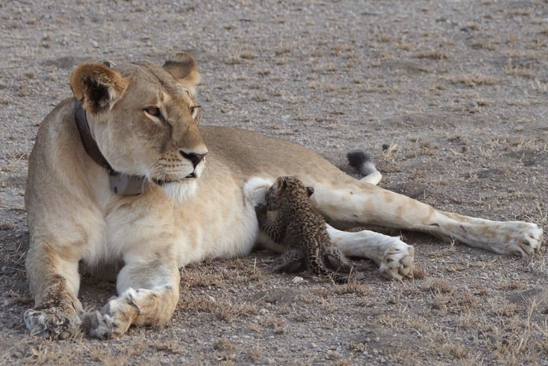 Three children killed by lions in Tanzania