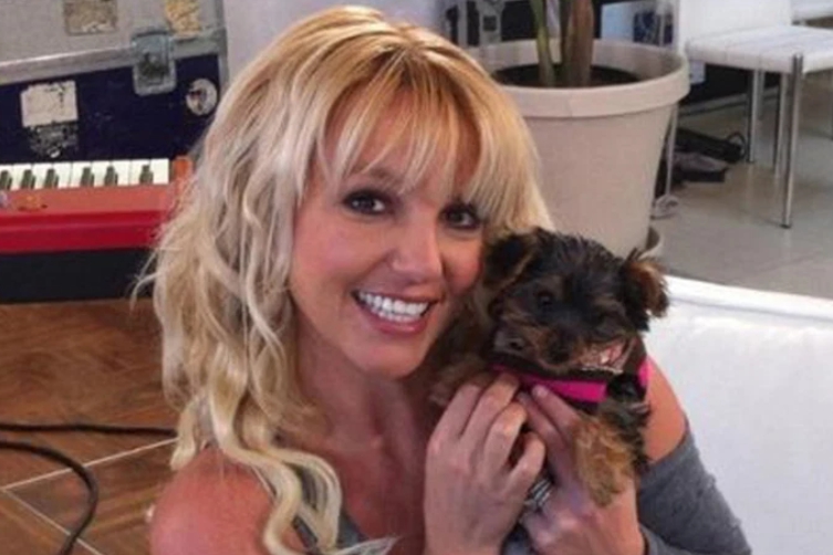 Britney Spears has her dogs back after employee…