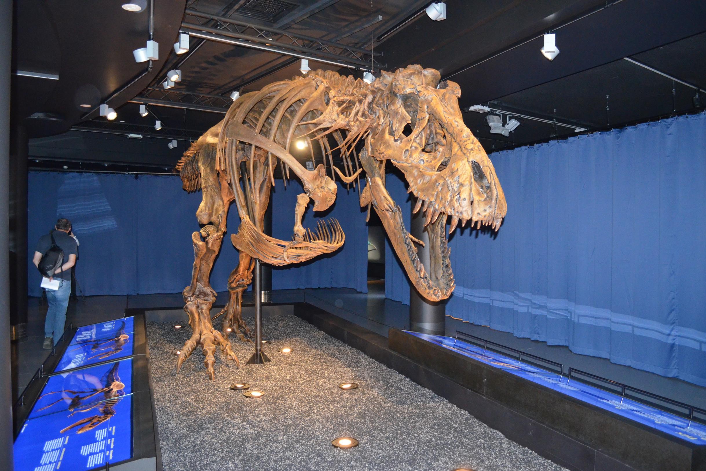 dinosaurus nu te bewonderen in voor Natuurwetenschappen: “Trix haar skelet vertoont zelfs bijtsporen” (Elsene) | Het Nieuwsblad Mobile