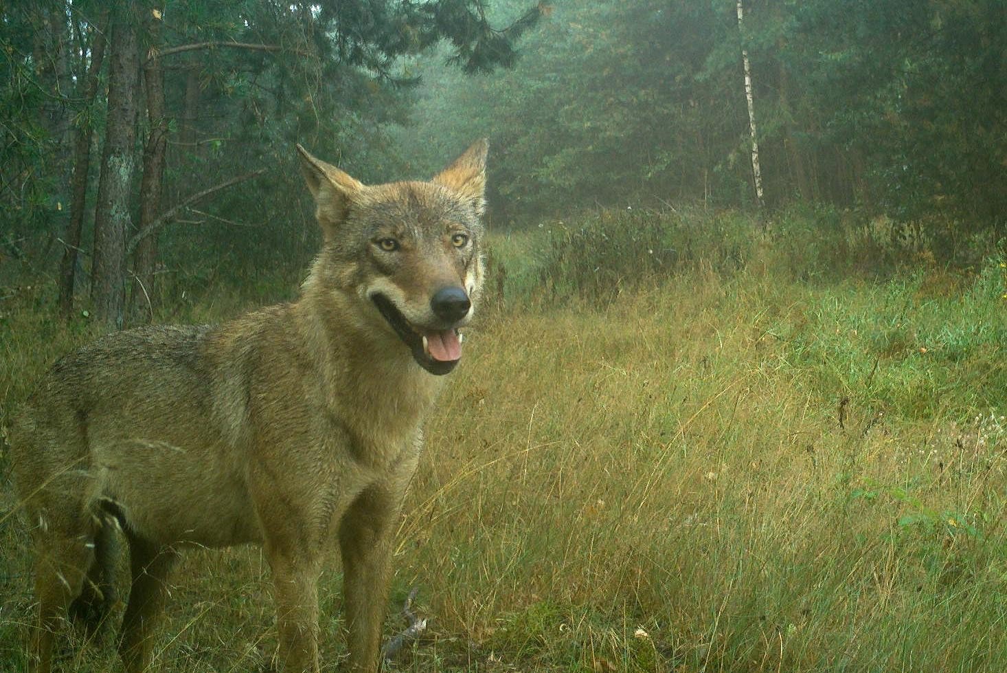 Wat Als Je Oog In Oog Staat Met De Wolf “doe Niets Niet Roepen Niet