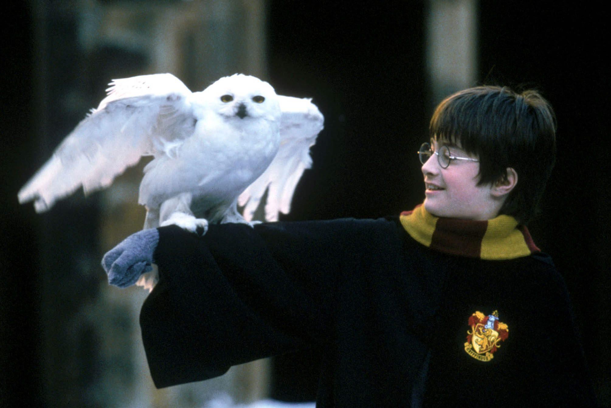 Will there be a Harry Potter reunion after ‘Friends’?