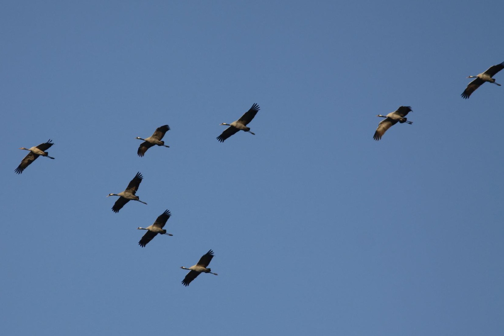 Gespot: majestueuze kraanvogels vliegen over Zwin (en dat is best