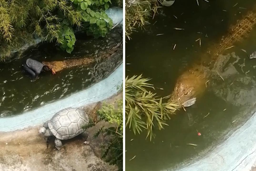 Tourist wants to take selfie with ‘plastic’ crocodile but realizes …