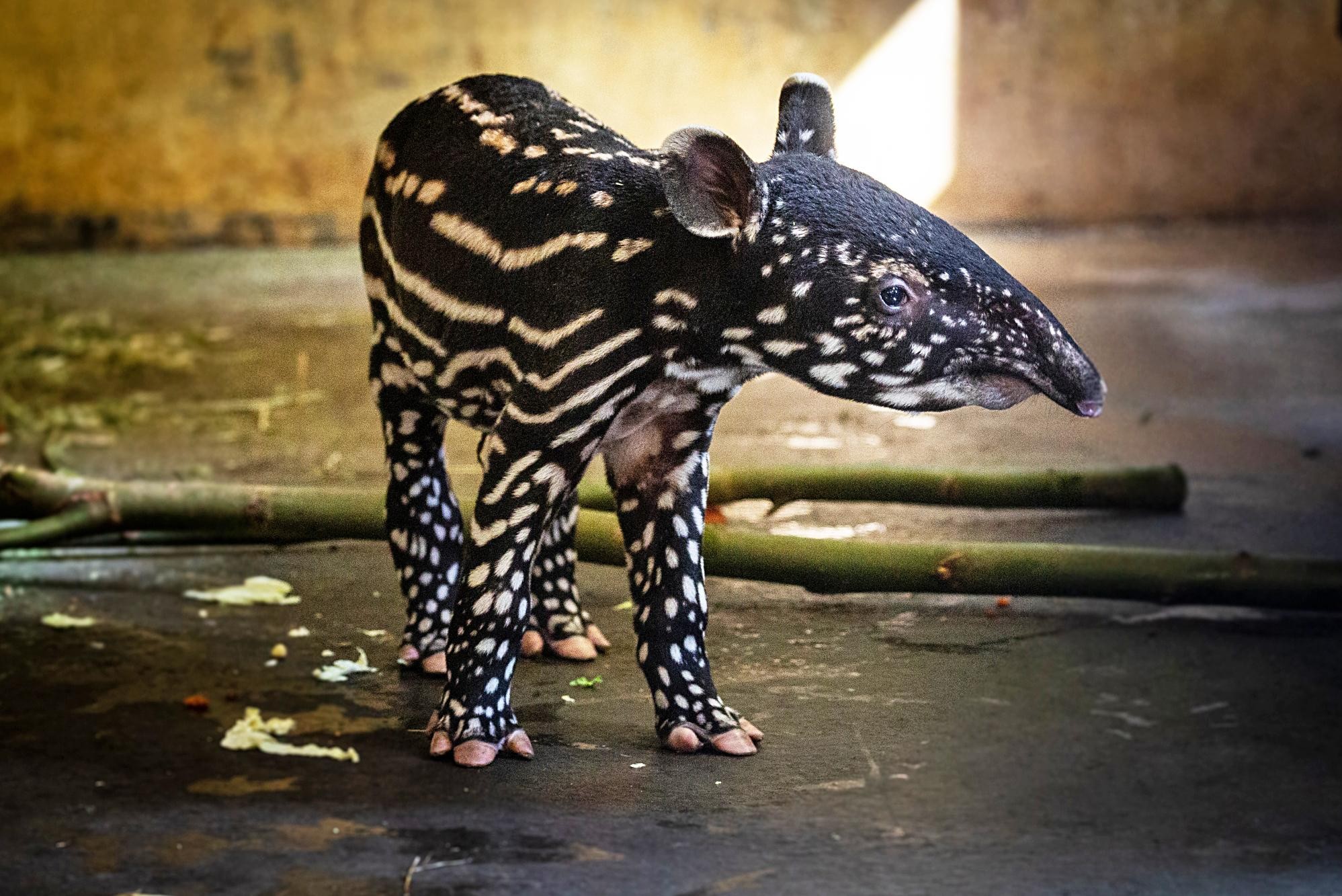 Antwerp zoo needs your help: animals are named with the same letter every year, but it’s extra difficult this time