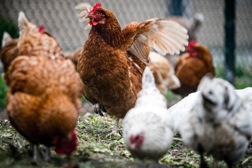 Third outbreak of bird flu in a poultry farm in a few weeks: “Once one bird is infected, the others also die” (Veurne)