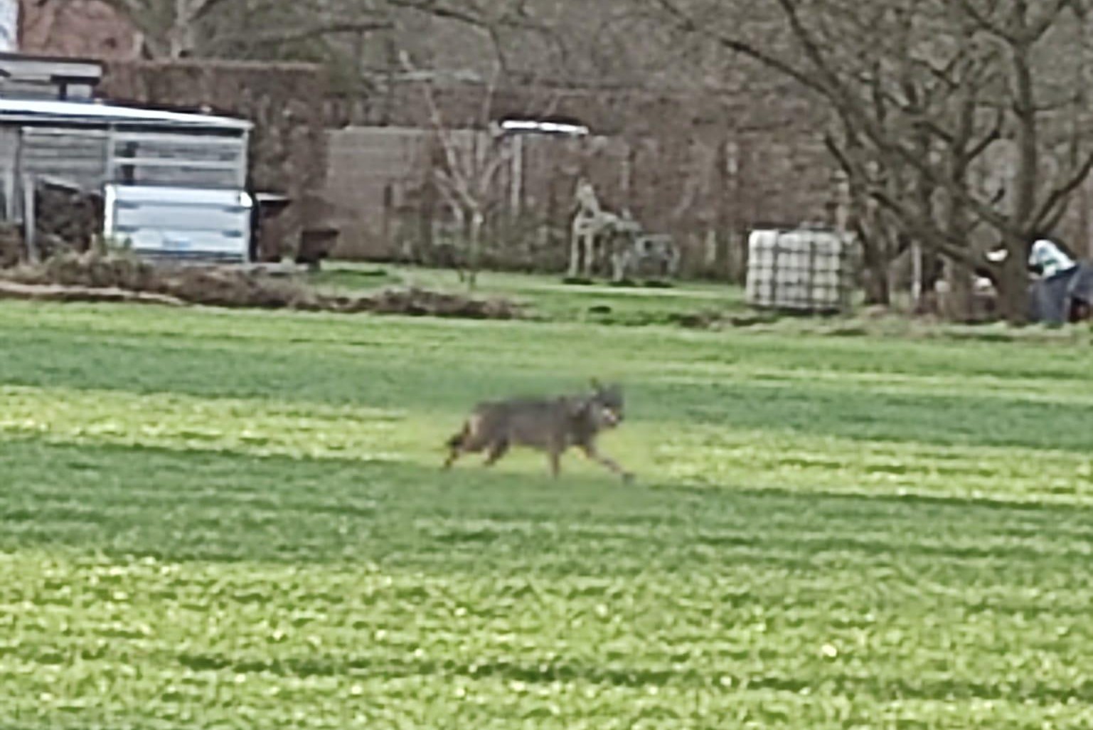 Wolf reporting point has had the busiest weekend ever: wolves spotted in several places