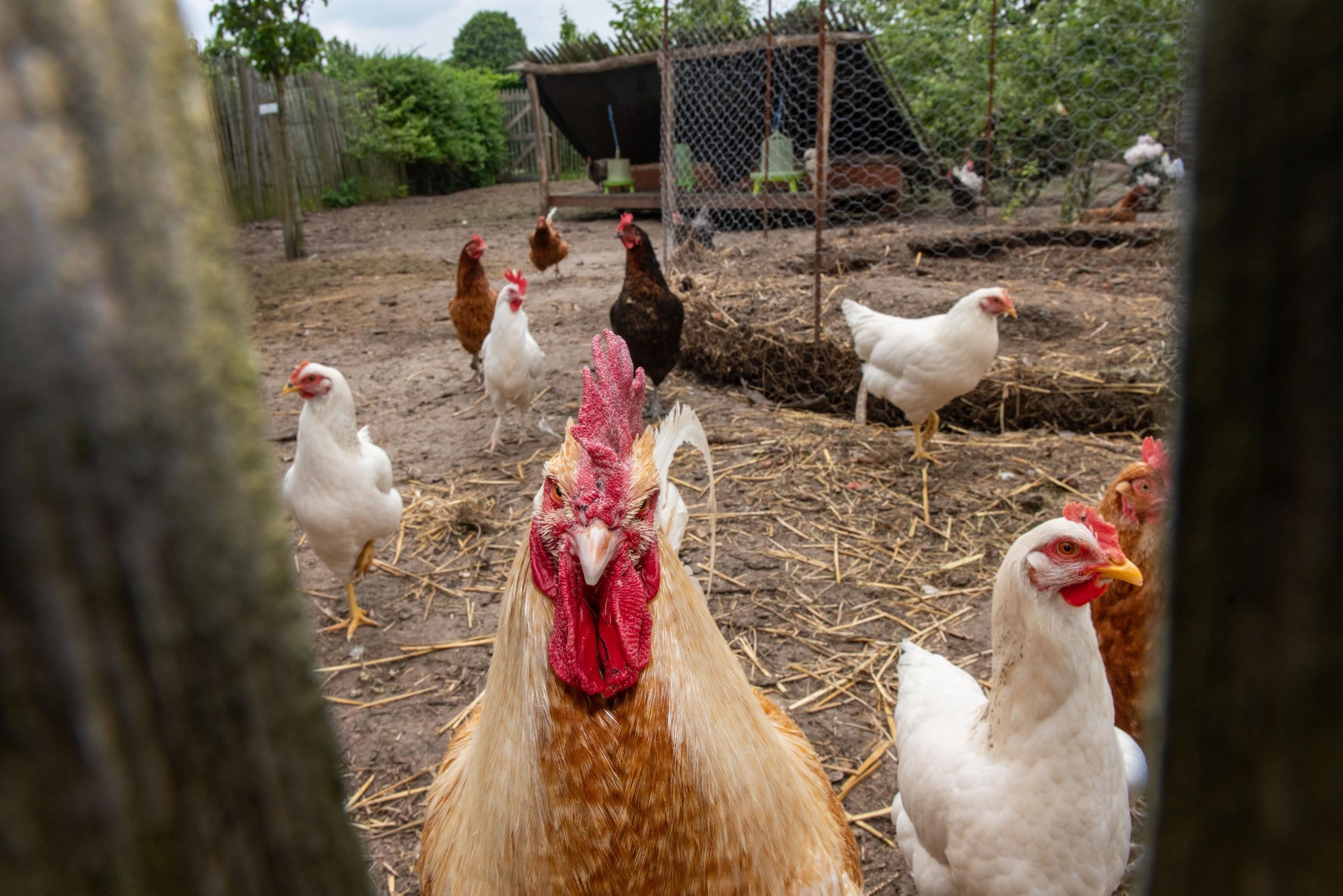 vochtigheid Regeneratie Bestaan Eieren van eigen kippen eten wordt afgeraden door PFOS-rapport, maar  aangeraden door toxicoloog: hoe zit dat, en hoe gevaarlijk is het dan? |  Het Nieuwsblad Mobile
