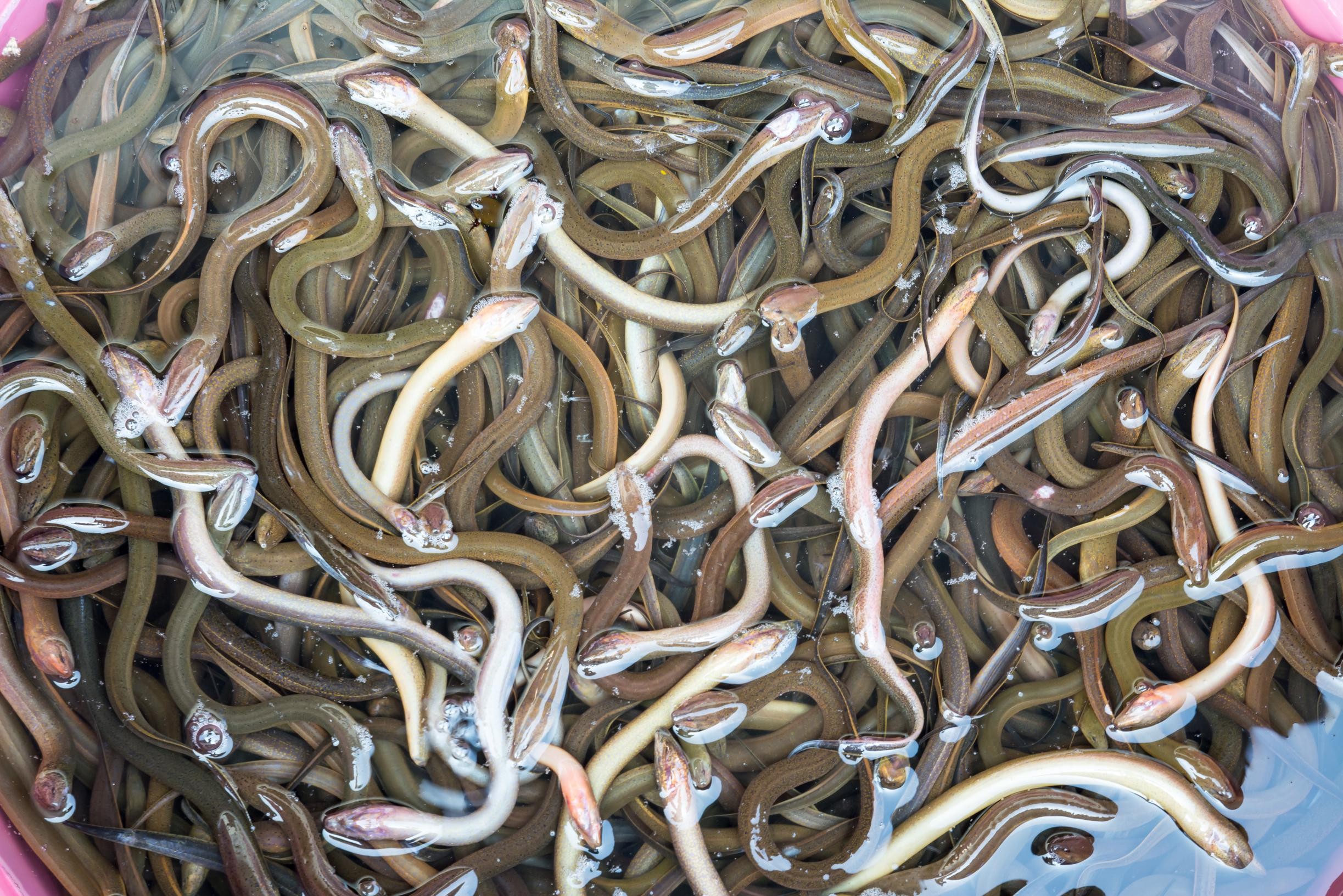 300,000 baby eels intercepted at Schiphol airport