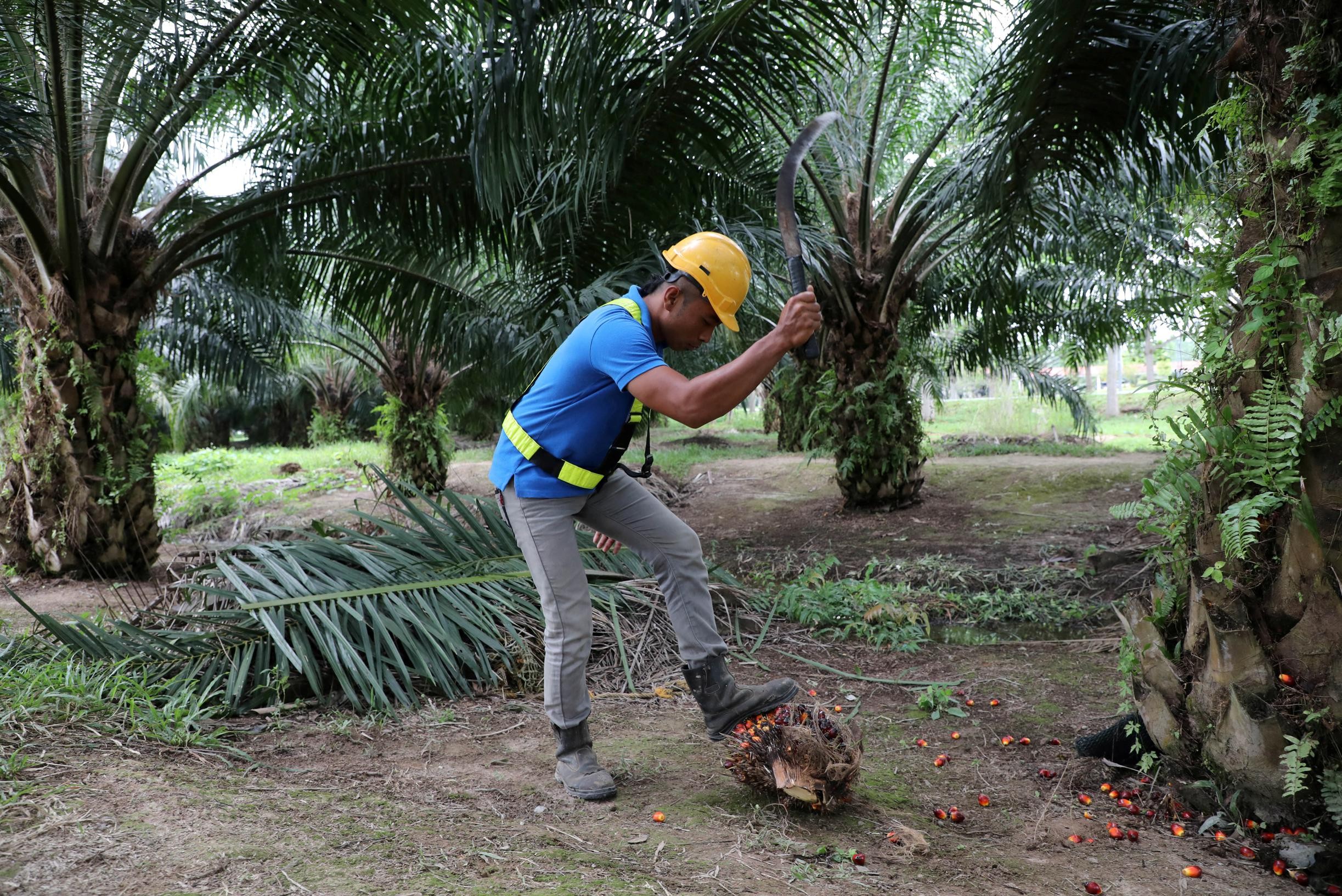 Indonesia bans palm oil exports, prices rise worldwide