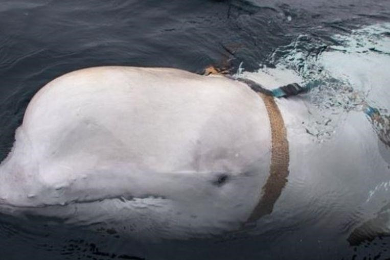 «Россия защищает военно-морскую базу в Крыму дельфинами»