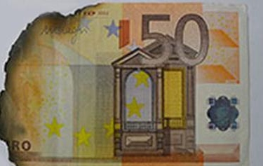 Puppy bites 1,100 euros worth of banknotes, luckily there is a solution