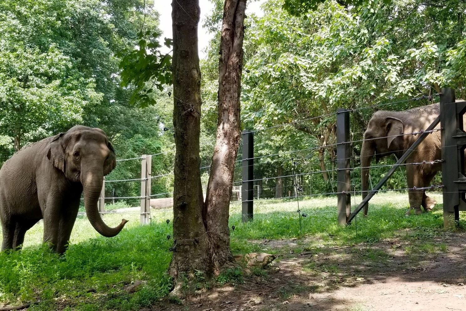 What should be done with depressed elephant Happy?  New York court decides whether animal is a person or not and future depends on it