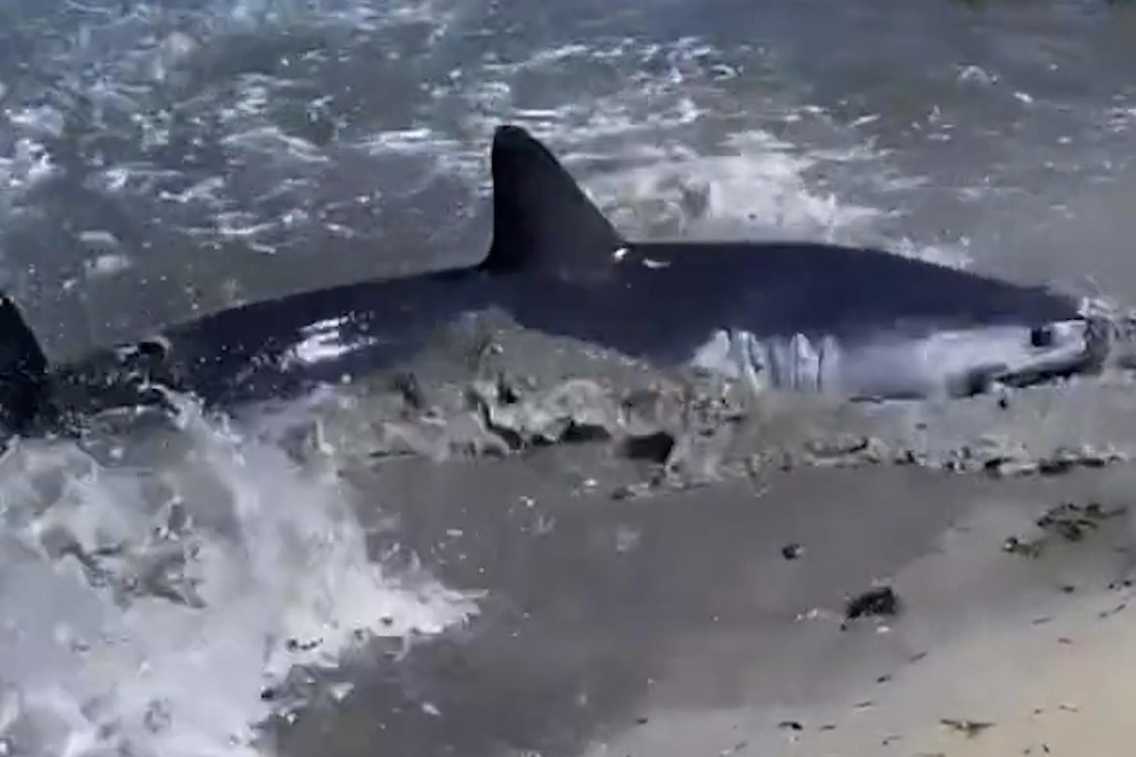 Meter-long shark washes up in New York