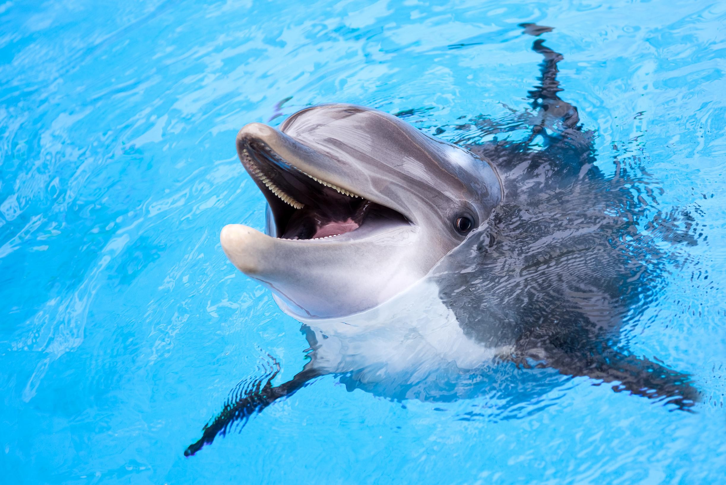 Anger among animal protectors over the move of dolphins to ‘chlorine bath in desert’