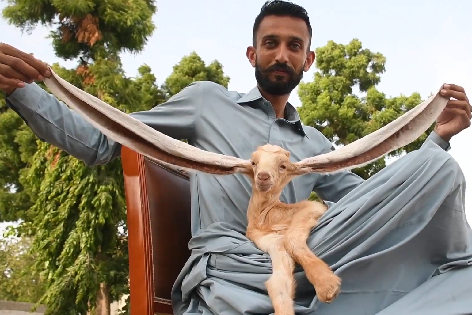 cilinder moord Smerig Een unieke geit”: lammetje kan wereldrecord vestigen met 48 centimeter  lange oren | Het Nieuwsblad Mobile