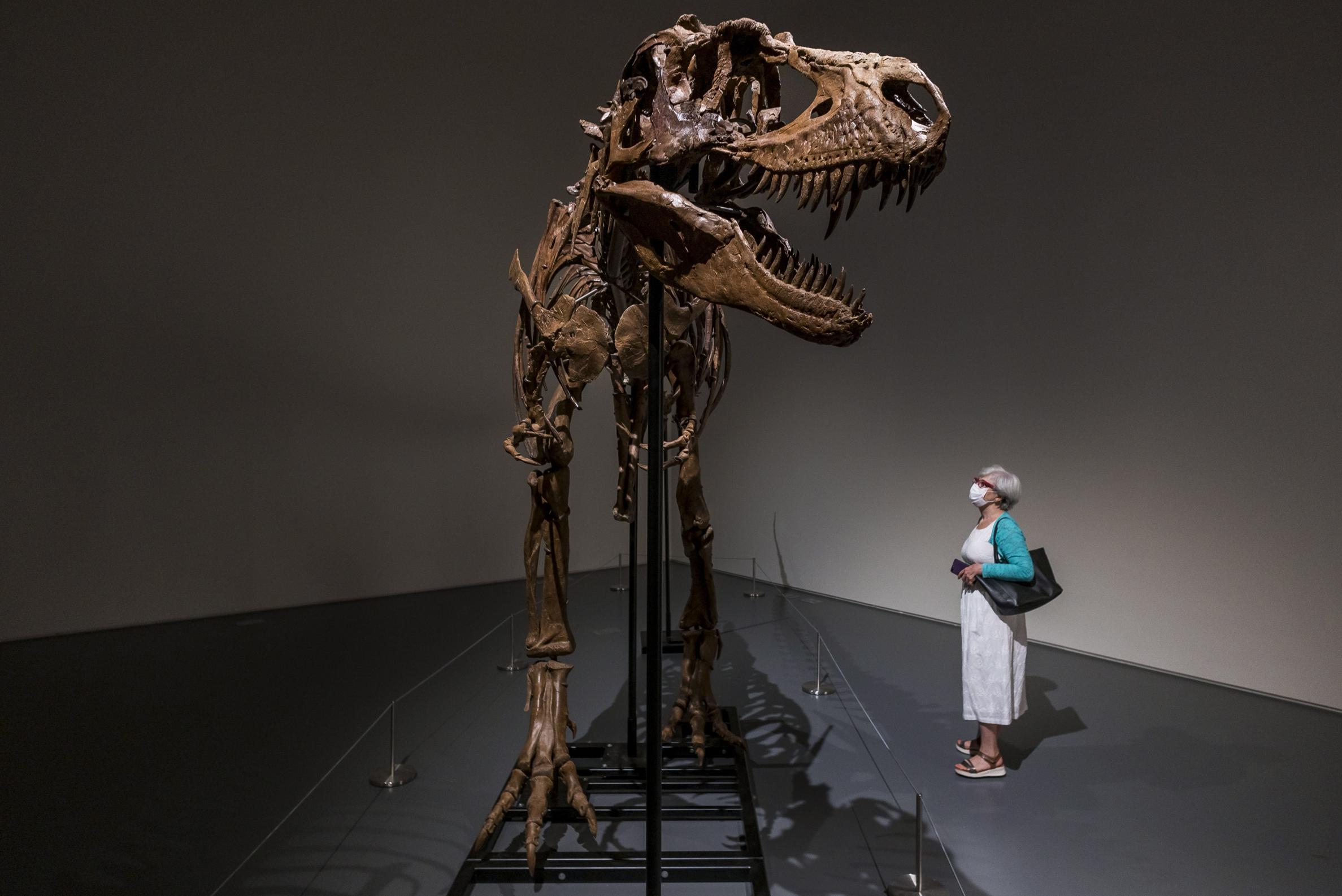 Skeleton of Gorgosaurus up for auction in New York