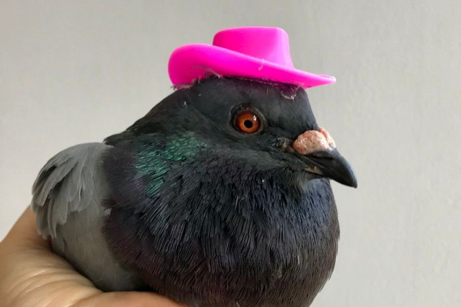 ‘Funnies’ mette cappelli rosa sui piccioni: ‘La crudeltà verso gli animali non è mai divertente’