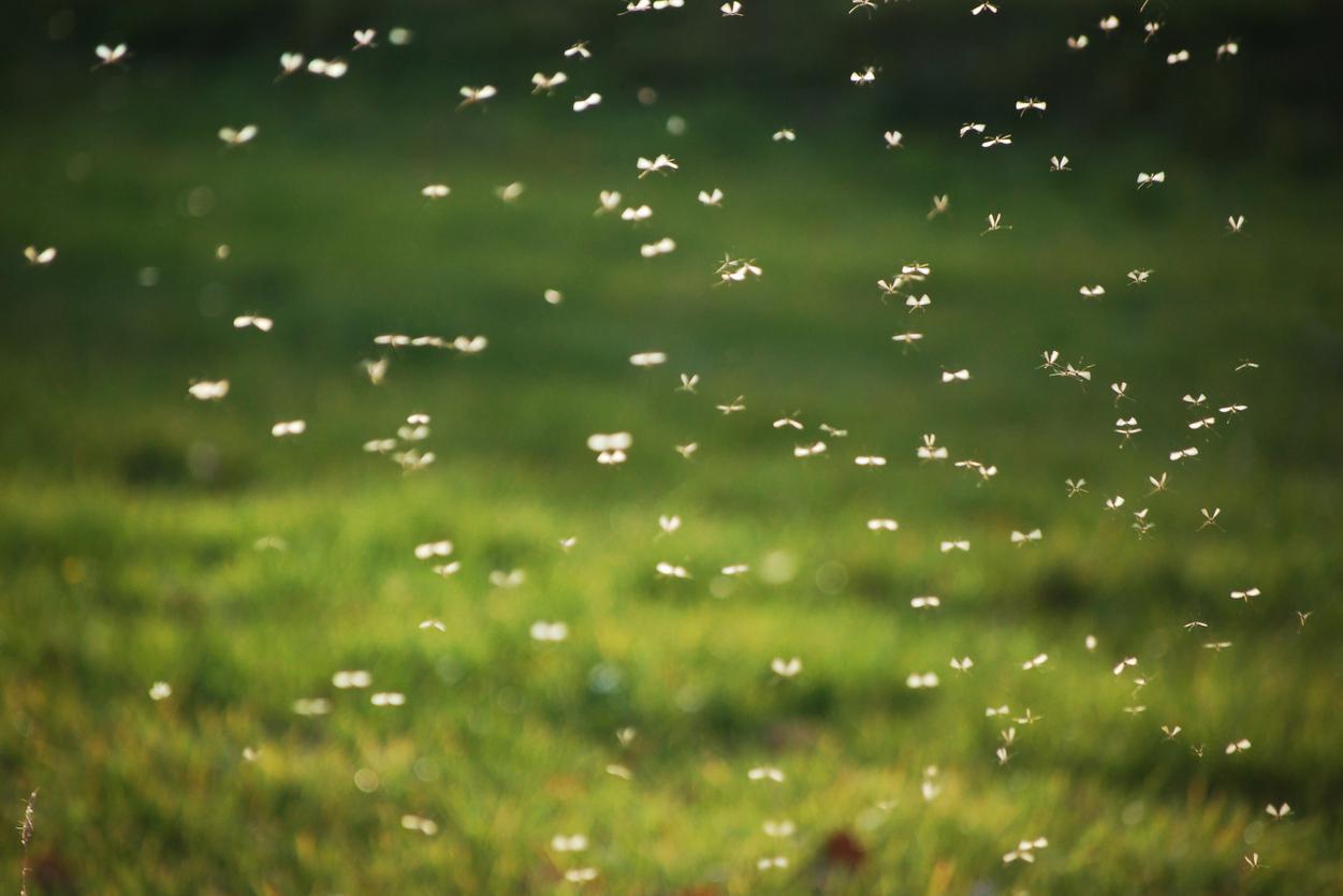 La massiccia infestazione di zanzare affligge i turisti in Toscana: “Impossibile fare aperitivi o pasti fuori”