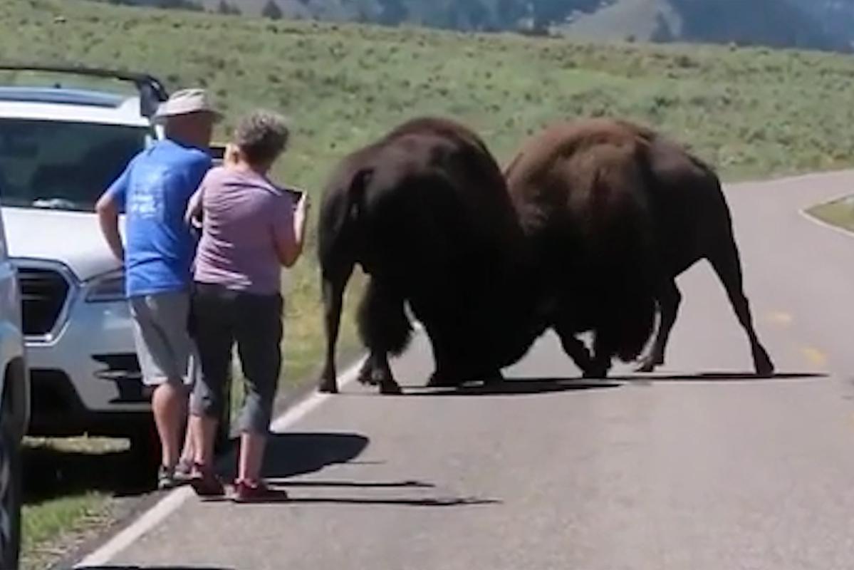 I turisti si avvicinano molto alle riprese di una lotta tra bisonti: “Che stupidità”