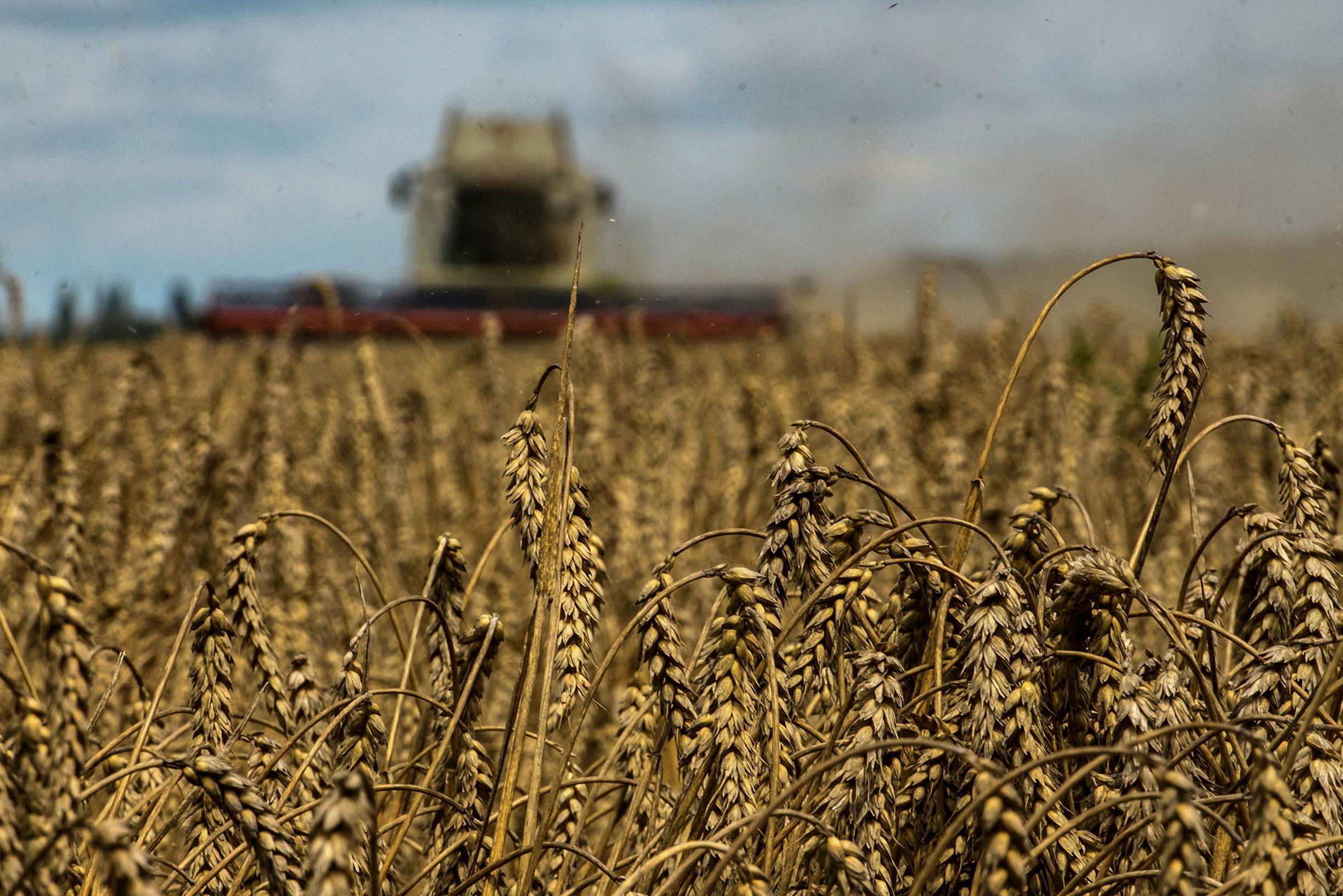 Grain prices fall due to exports from Ukraine, but “situation not yet normalized”