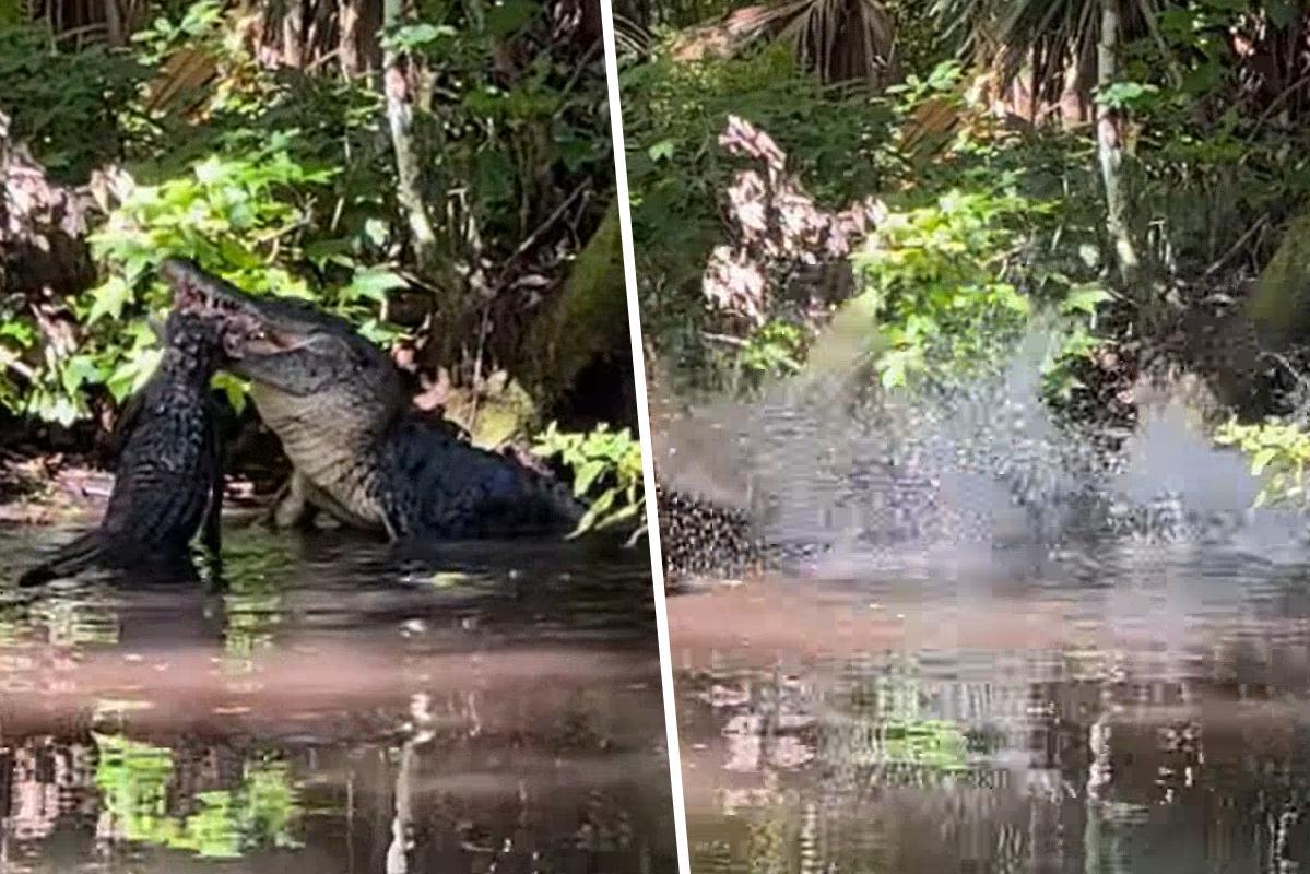 Una donna osserva un grosso coccodrillo uccidere altre specie con un attacco spietato