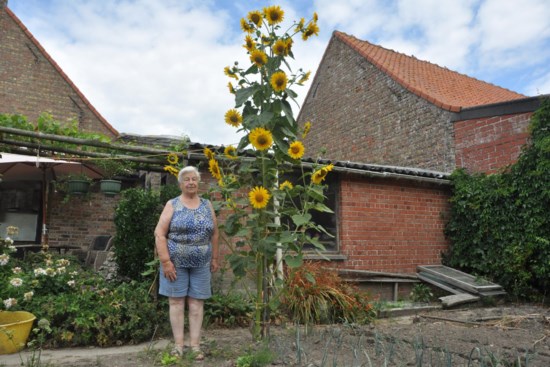 Intimidatie voorzien leg uit Ze plantte hem niet, maar toch heeft Clara (83) metershoge zonnebloem met  36 bloemen in de moestuin staan: “We genieten er elke dag van” | Het  Nieuwsblad Mobile