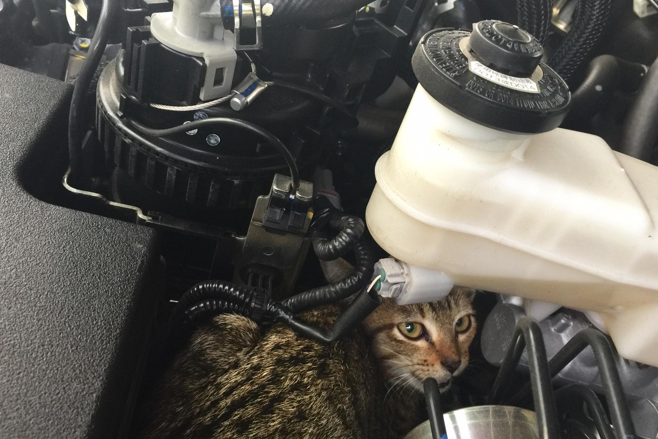 monteren Preek Raadplegen Hoe voorkom je dat je kat onder je motorkap kruipt? “Een simpele truc is al  voldoende” | Het Nieuwsblad Mobile