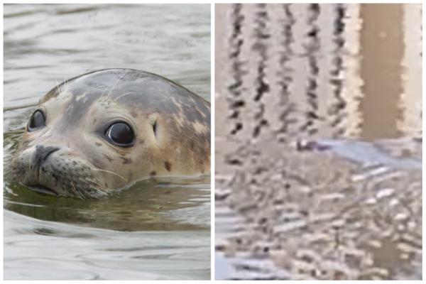 Improvvisamente una foca nuota nel Lys: “Lascia stare l’animale, può mordere” (Gand)