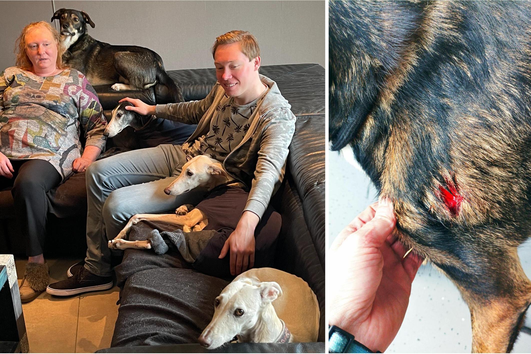 “Zo kan het niet langer, ik stap naar advocaat”: half jaar na eerste bijtincident opnieuw hond van Ingrid aangevallen door rottweiler