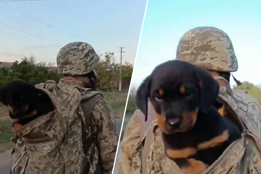 Calore: un soldato ucraino salva un cucciolo a Kherson e porta l’animale nel suo zaino