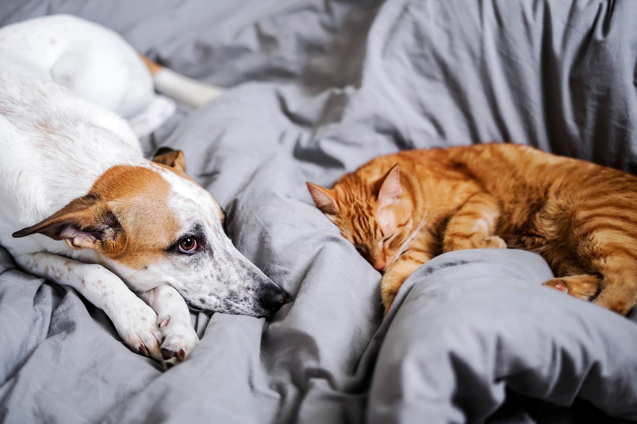 Je hond of kat mee in bed laten slapen, is dat wel gezond? Onze dierendokter antwoord | Het Nieuwsblad Mobile