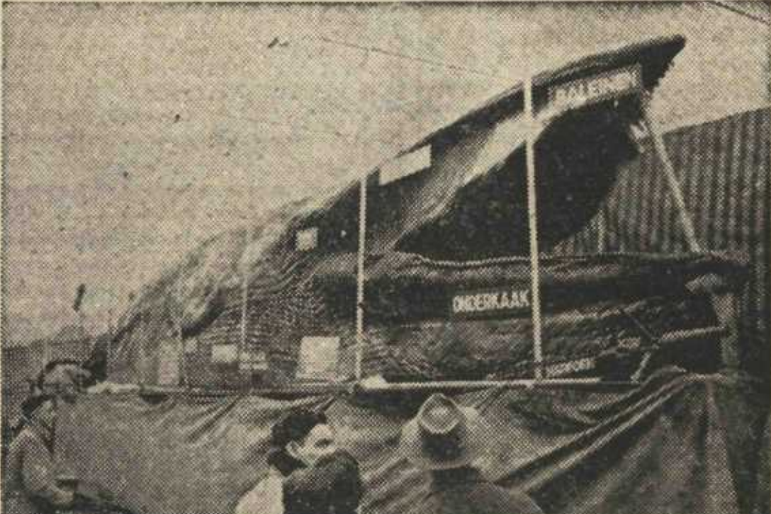 Hoe een walvis in Limburgse stations belandde in 1952