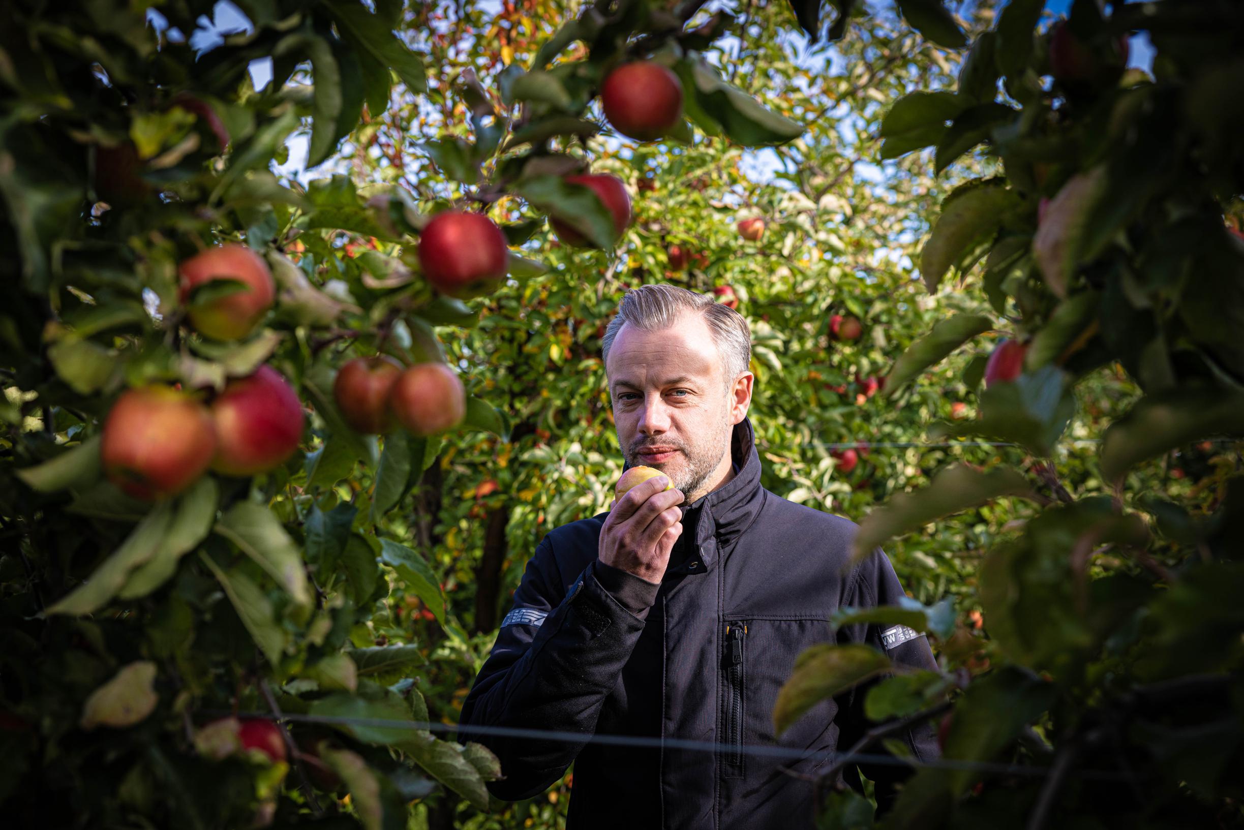 verbergen toekomst Pionier Waarom telers hun appels dit jaar laten hangen: “Het is dramatisch” | Het  Nieuwsblad Mobile