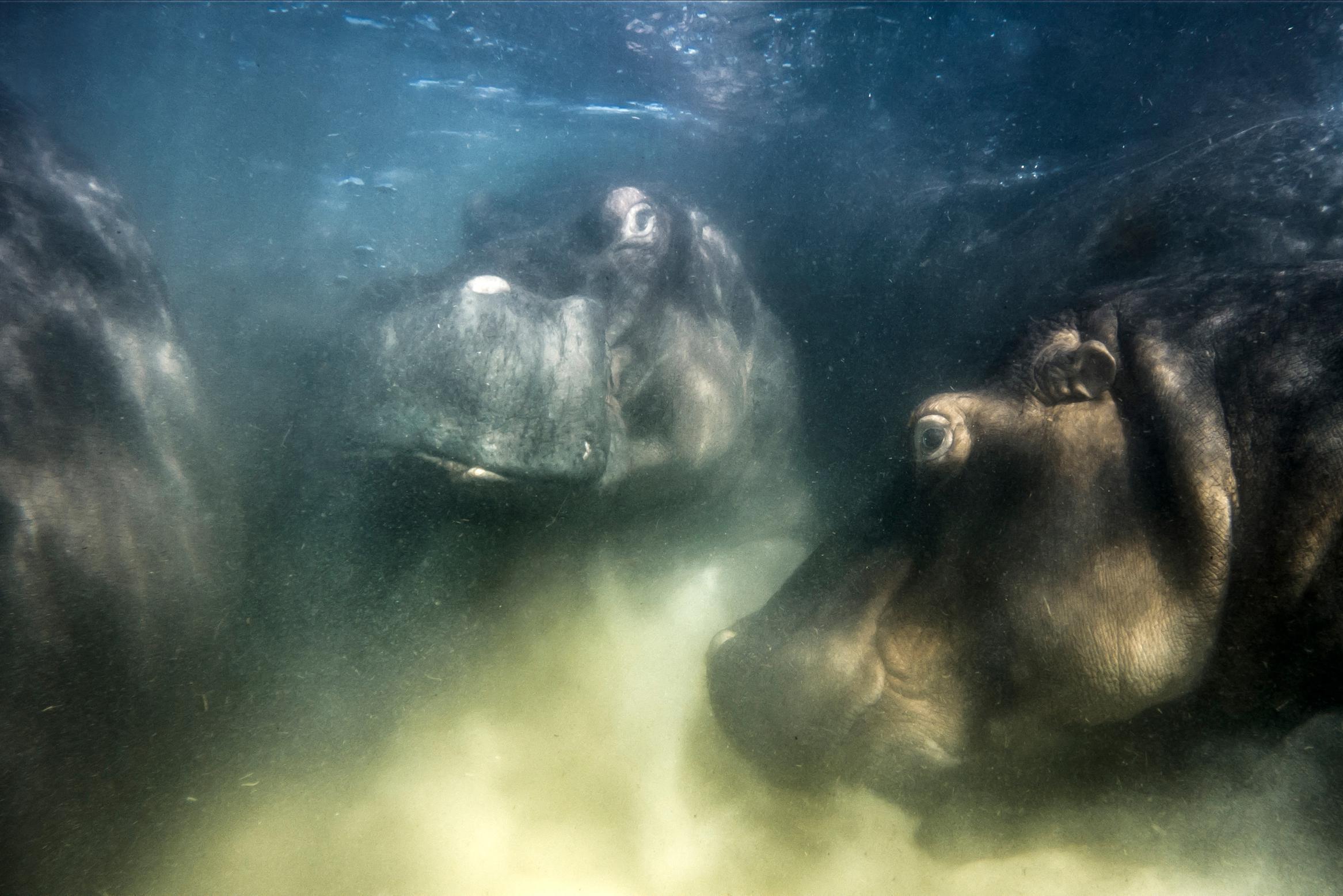 Il russo vince il premio European Wildlife Photographer of the Year con le sue foto di ippopotami subacquei