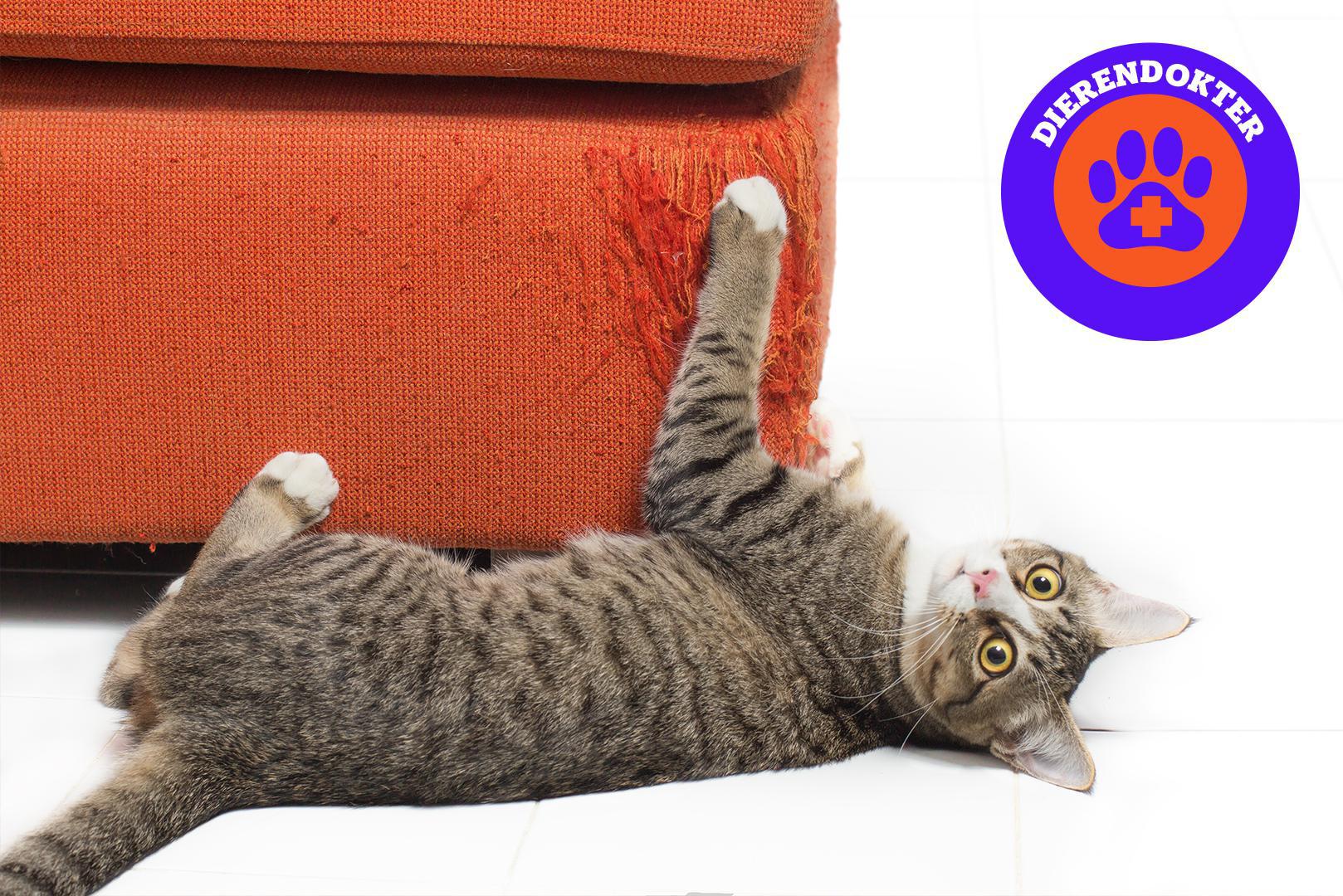 De zetel is geen krabpaal: onze dierendokter geeft tips om te voorkomen je kat de meubels vernielt | Het Nieuwsblad Mobile