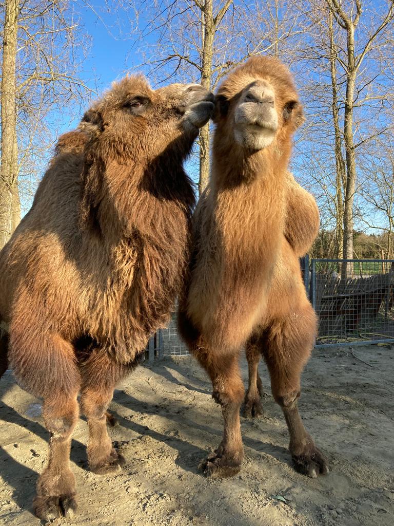 Bank vanavond favoriete Slaap zacht, lieve reus”: dierenpark in rouw nadat populaire kameel Hans  (37) overlijdt (Destelbergen) | Het Nieuwsblad Mobile