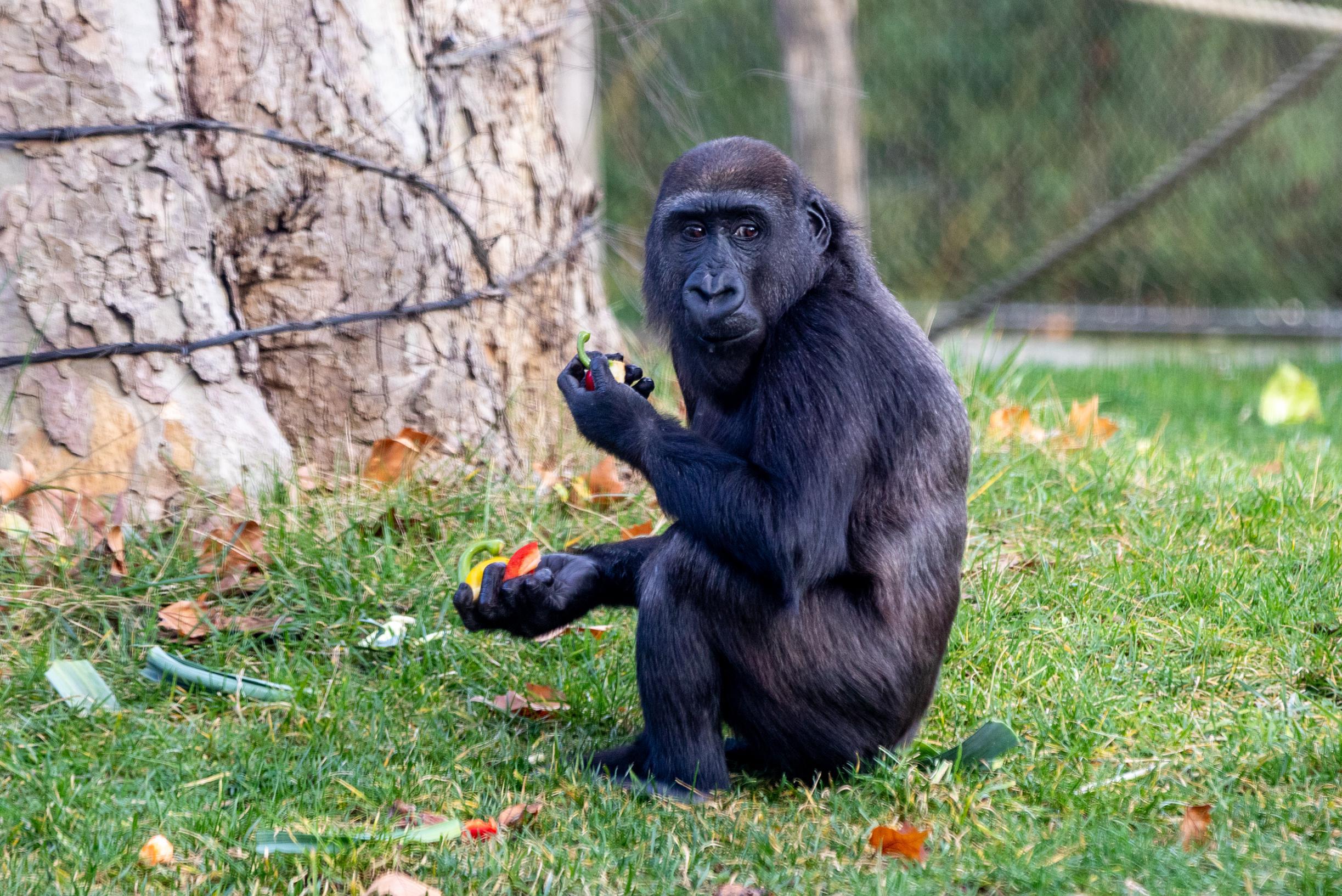 Gorilla Thandie in Zoo viert vierde verjaardag en fans vieren mee