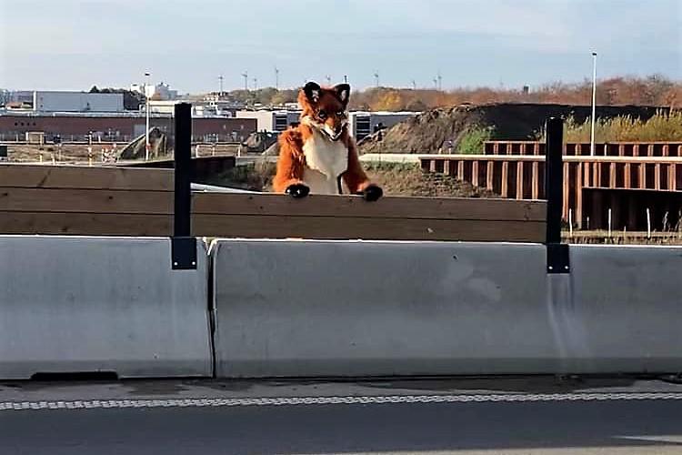 Raster moet gebruikers ecopassage Hoogmolenbrug van rijweg houden: eerste ‘vos’ opgemerkt