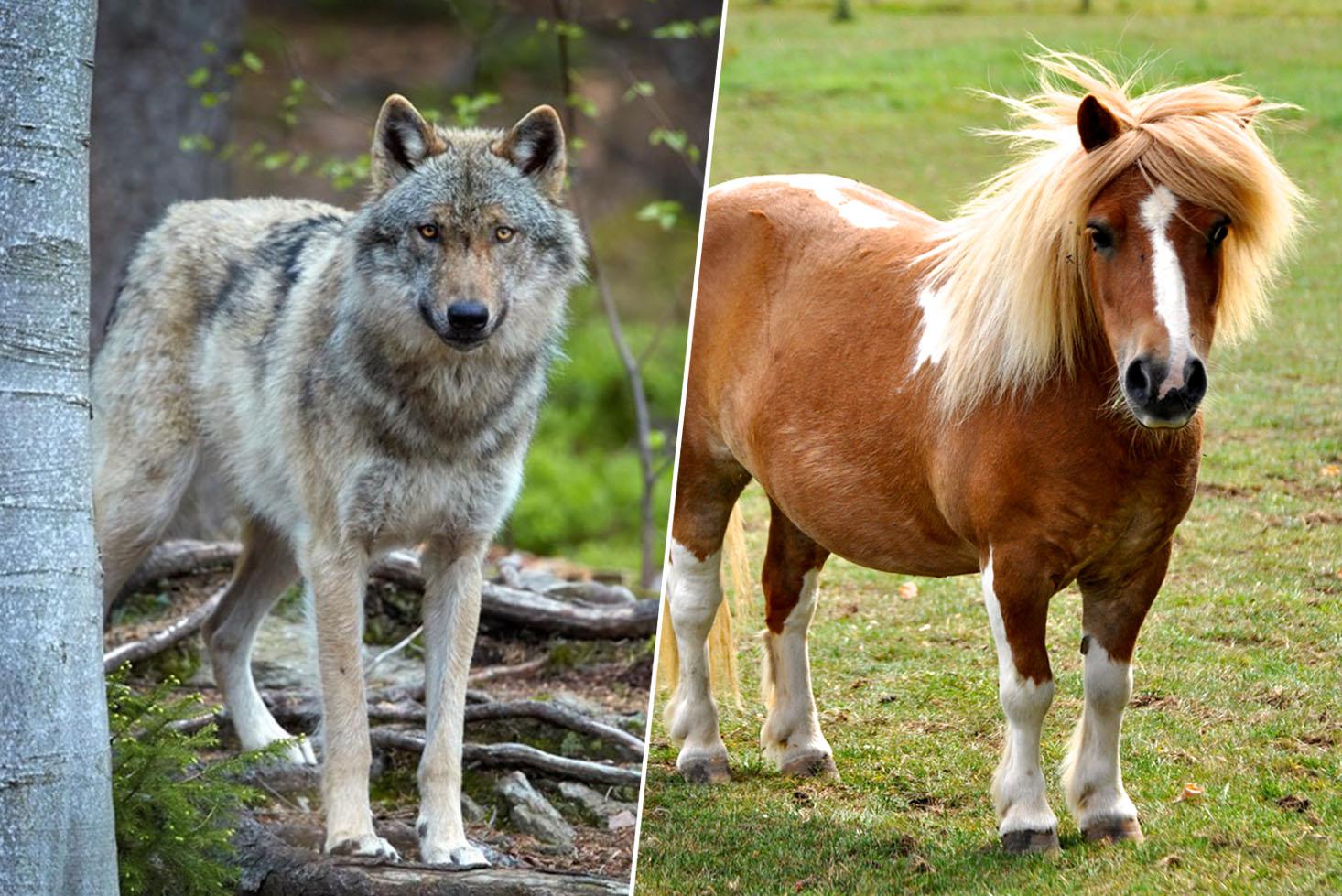 Werden vier doodgebeten shetlandpony’s slachtoffer van wolf?